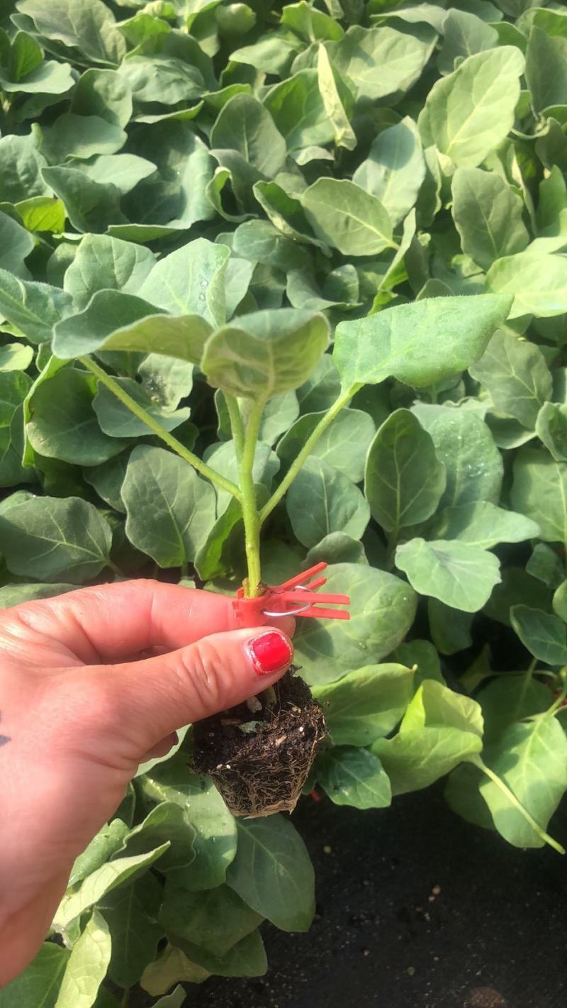 线茄苗杭茄先锋长茄浙茄品种种苗供应嫁接苗直播苗