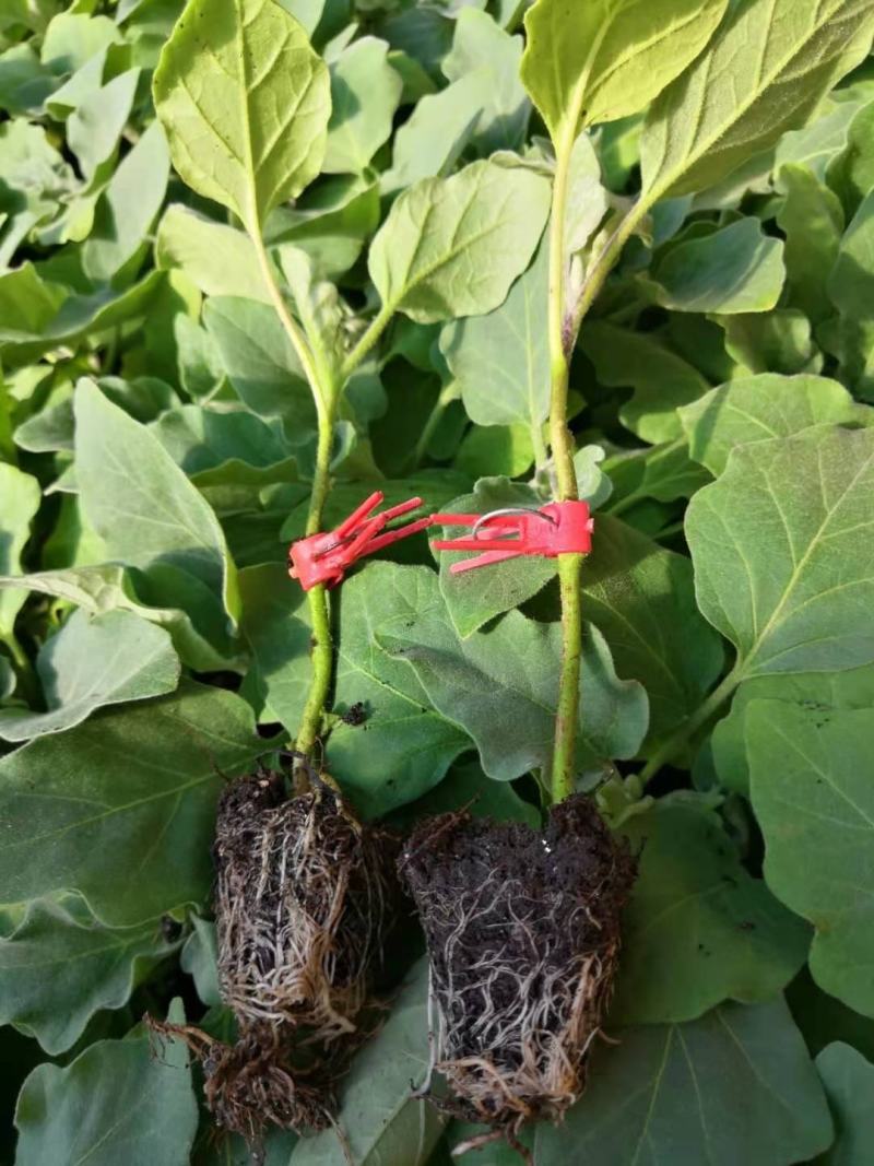 线茄苗杭茄先锋长茄浙茄品种种苗供应嫁接苗直播苗