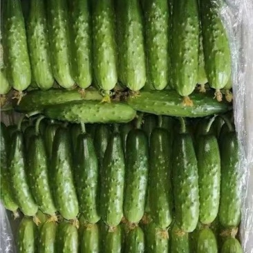 全雌大刺包嫁接旱黄瓜苗抗病强产量高全国发货