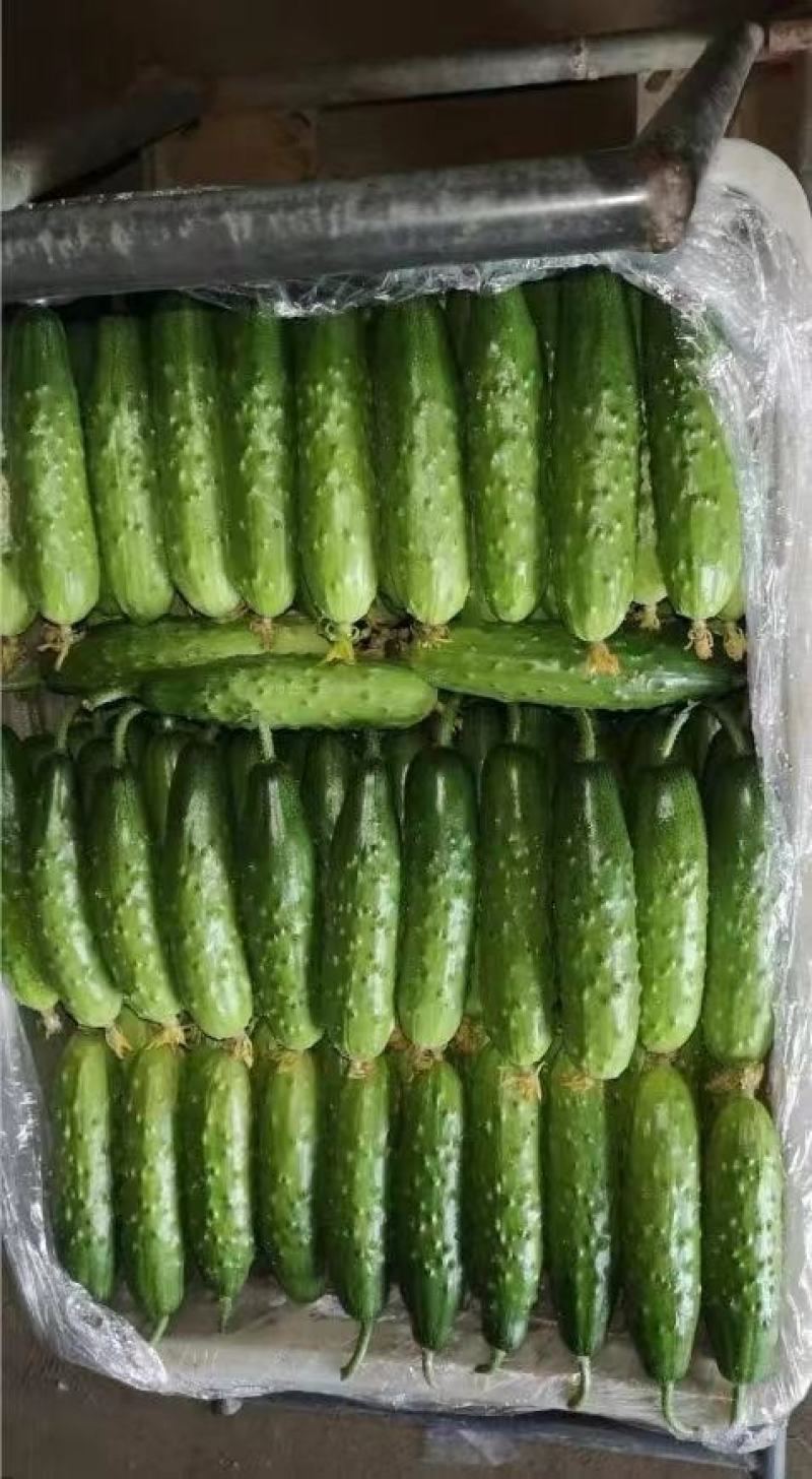 全雌大刺包嫁接旱黄瓜苗抗病强产量高全国发货