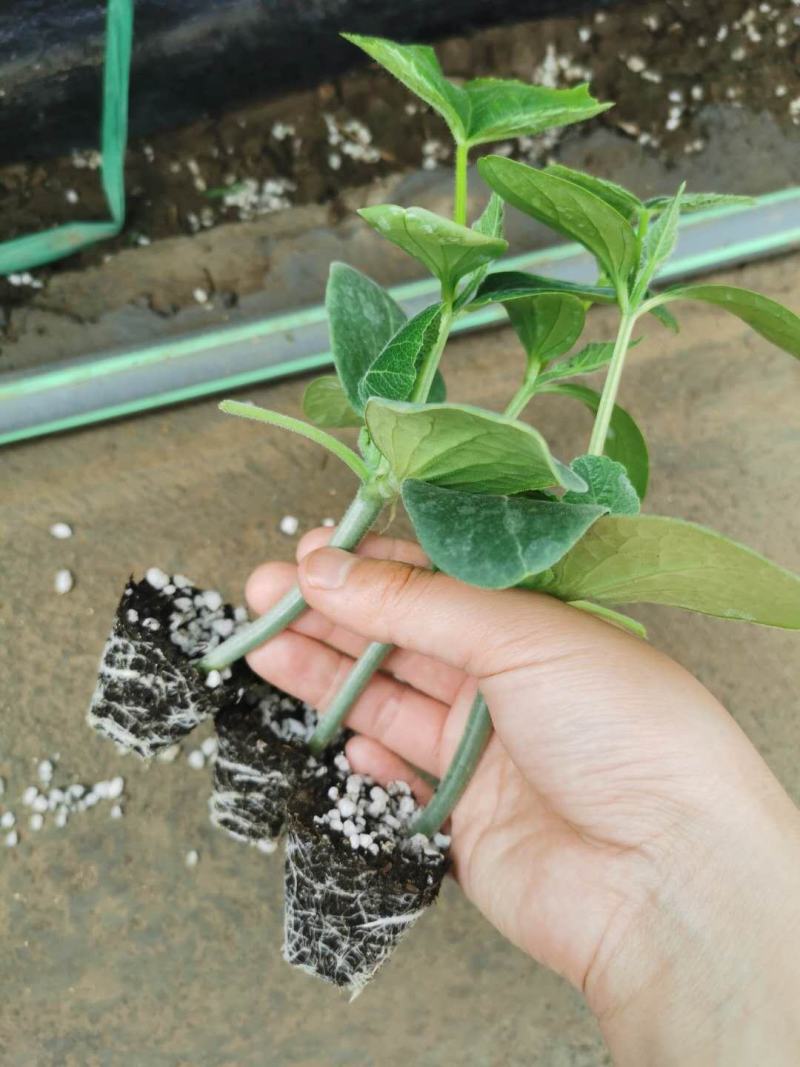 全雌大刺包嫁接旱黄瓜苗抗病强产量高全国发货