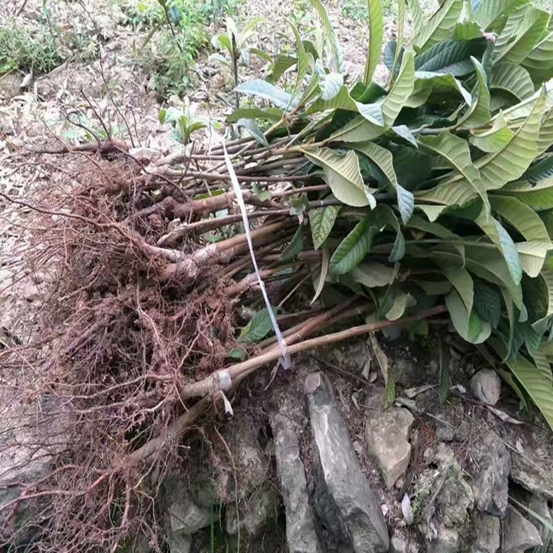 枇杷苗嫁接枇杷树苗大五星南方北方种植盆栽地栽果树苗琵琶苗
