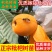 枇杷苗嫁接枇杷树苗大五星南方北方种植盆栽地栽果树苗琵琶苗
