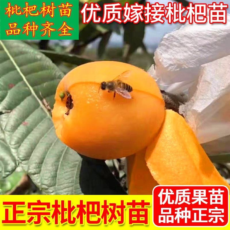 枇杷苗嫁接枇杷树苗大五星南方北方种植盆栽地栽果树苗琵琶苗