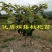 枇杷苗嫁接枇杷树苗大五星南方北方种植盆栽地栽果树苗琵琶苗