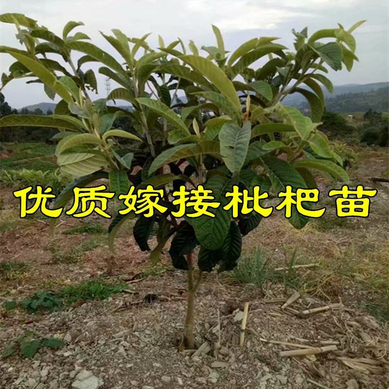枇杷苗嫁接枇杷树苗大五星南方北方种植盆栽地栽果树苗琵琶苗
