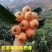 枇杷苗嫁接枇杷树苗大五星南方北方种植盆栽地栽果树苗琵琶苗