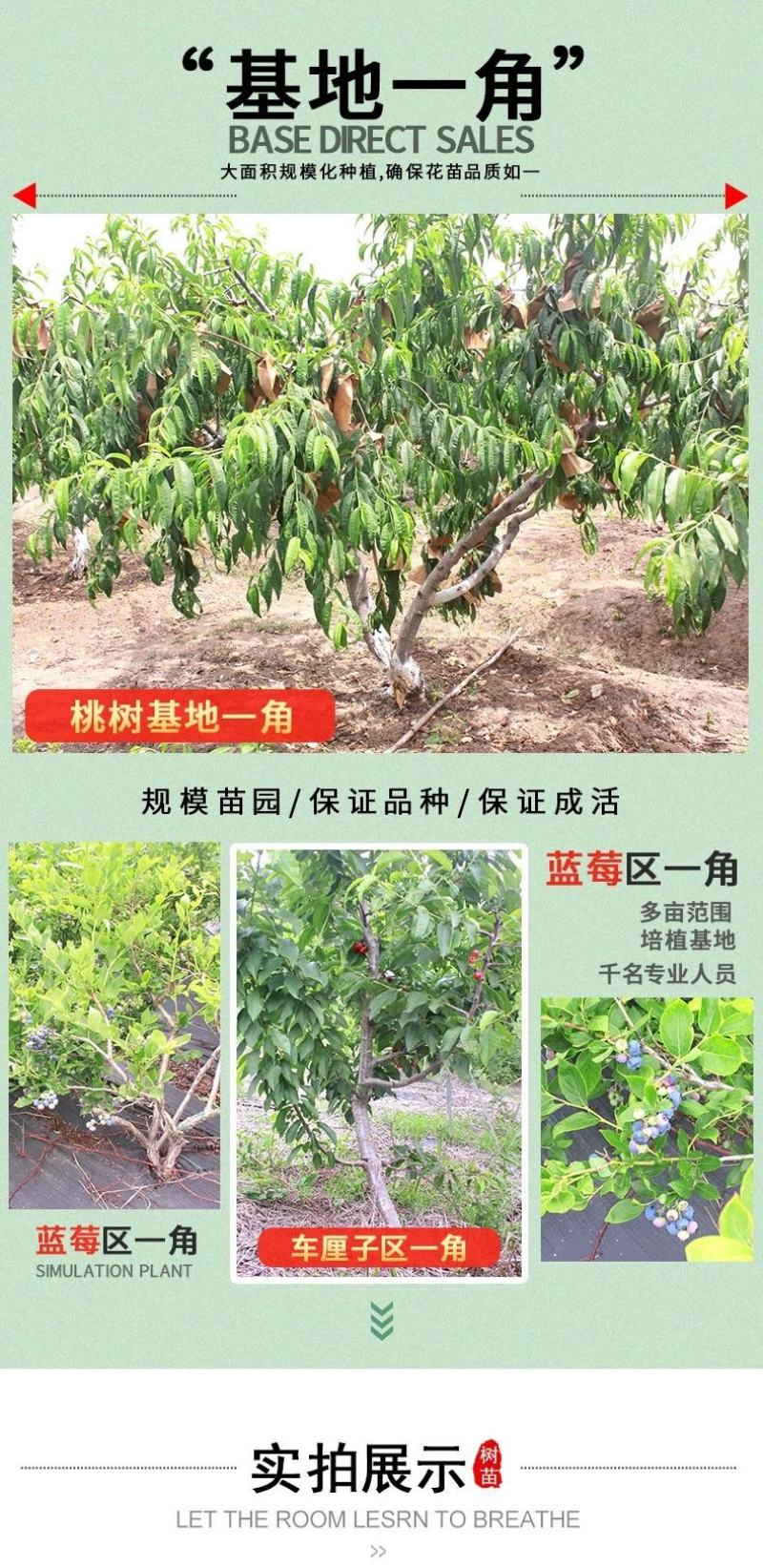 猕猴桃树苗南方北方种植红心奇异果果树苗盆栽地栽嫁接苗