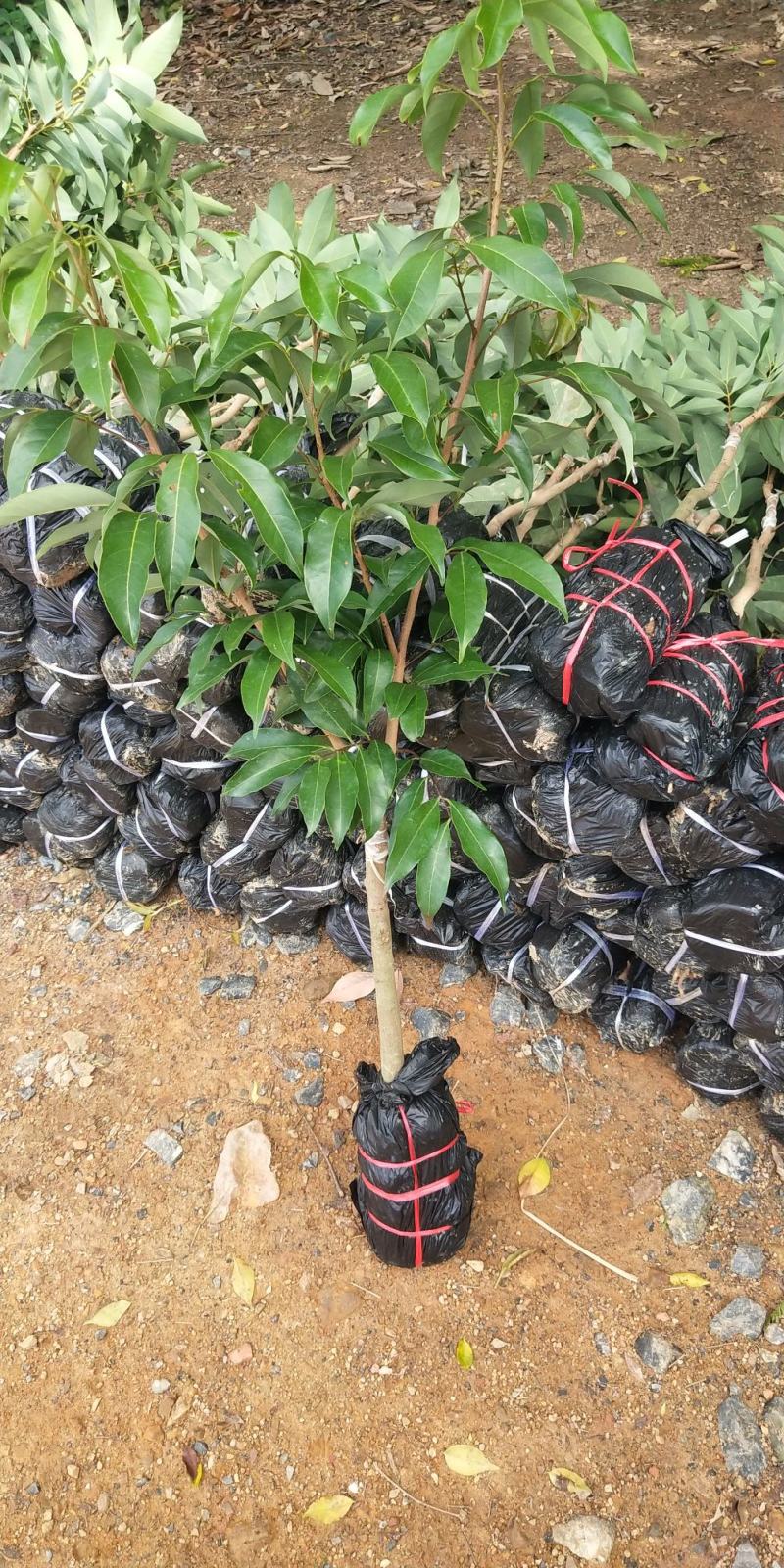 荔枝树苗〈新品种〉三月红观音绿无核仙进奉妃子笑南北方包邮