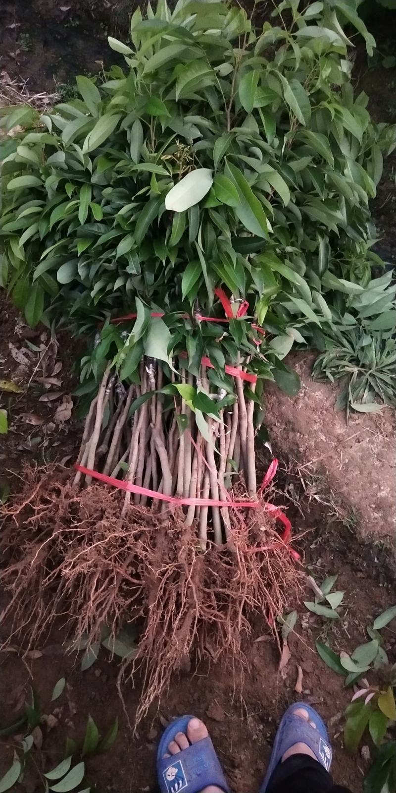荔枝树苗〈新品种〉三月红观音绿无核仙进奉妃子笑南北方包邮
