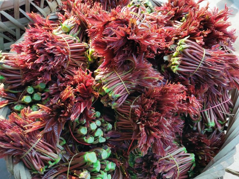 四川红油露天香椿芽，大量上市，基地直发，诚信经营
