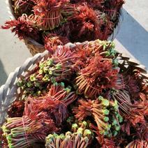 四川红油露天香椿芽，大量上市，基地直发，诚信经营