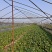 150亩蔬菜基地出租