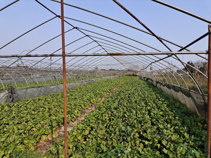 150亩蔬菜基地出租