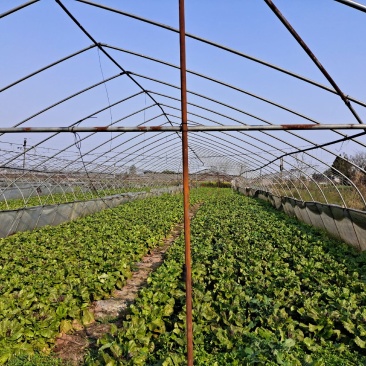 150亩蔬菜基地出租