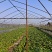 150亩蔬菜基地出租