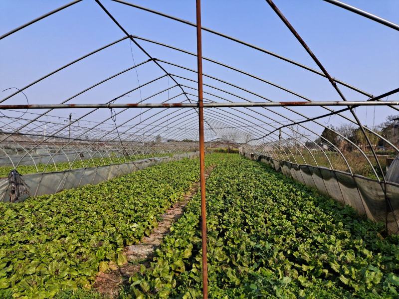 150亩蔬菜基地出租