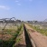 150亩蔬菜基地出租