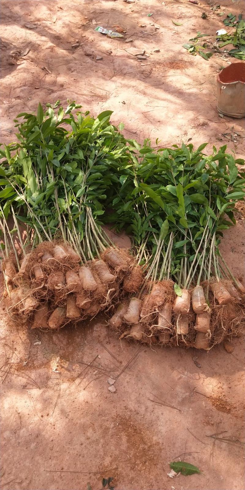 沉香树苗名贵树金丝正宗海南奇楠白木沉香树南北方可种植包邮
