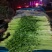 山东芹菜山东香芹优质标准香芹大量上市价格合理,