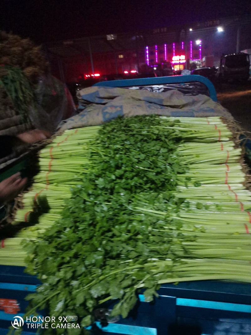 山东芹菜山东香芹优质标准香芹大量上市价格合理，