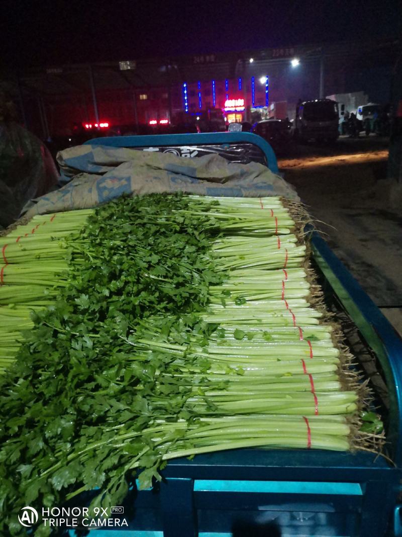 山东芹菜山东香芹优质标准香芹大量上市价格合理，