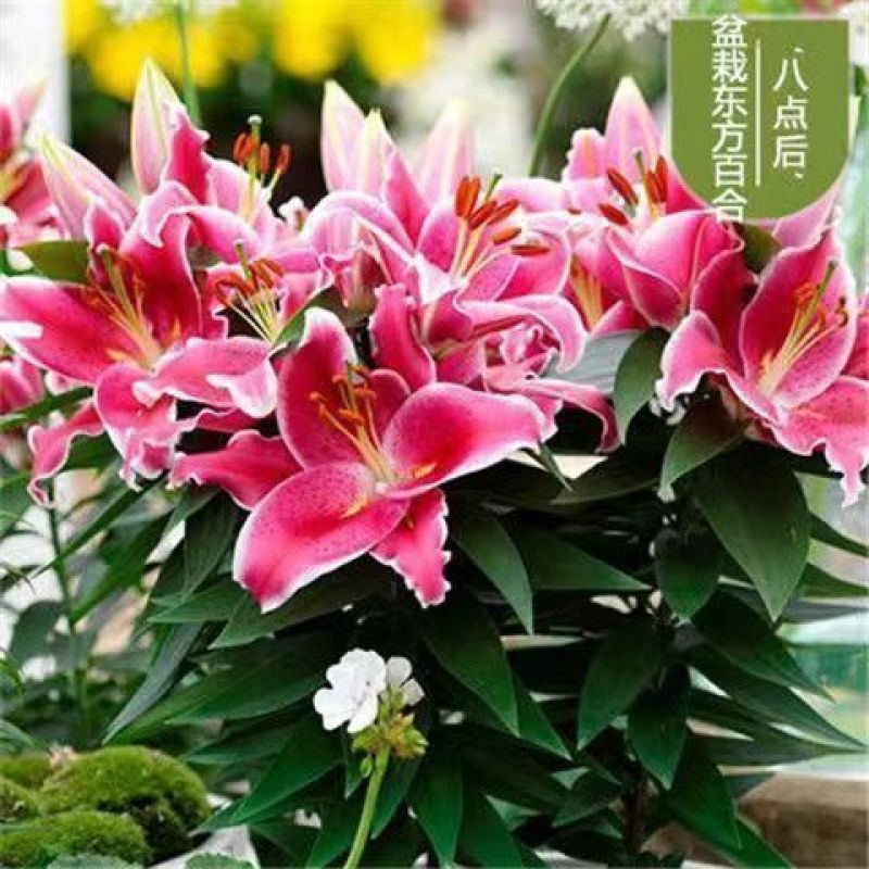 进口香水百合种球重瓣香水百合花球可地栽盆栽四季开花带芽发