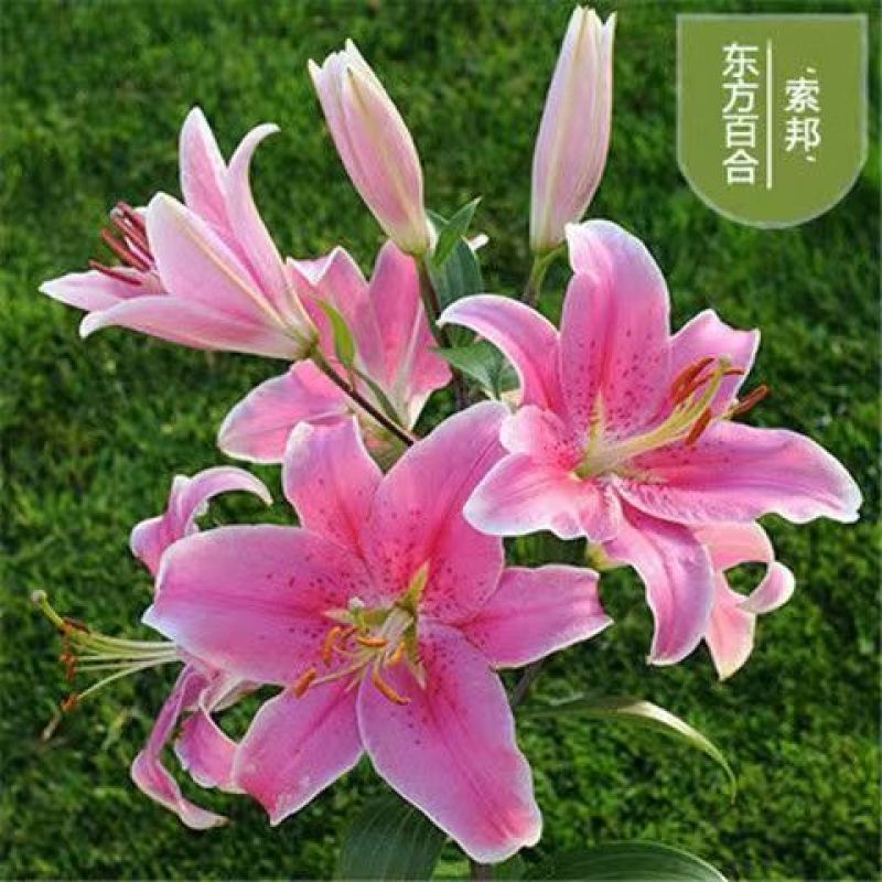 进口香水百合种球重瓣香水百合花球可地栽盆栽四季开花带芽发