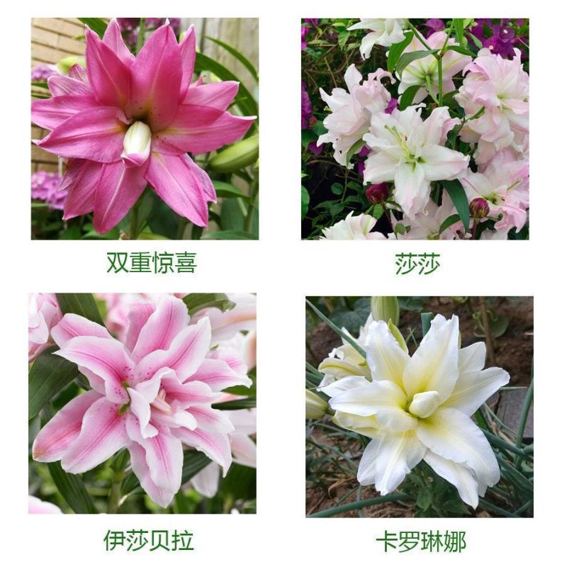 进口香水百合种球重瓣香水百合花球可地栽盆栽四季开花带芽发
