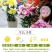 进口香水百合种球重瓣香水百合花球可地栽盆栽四季开花带芽发