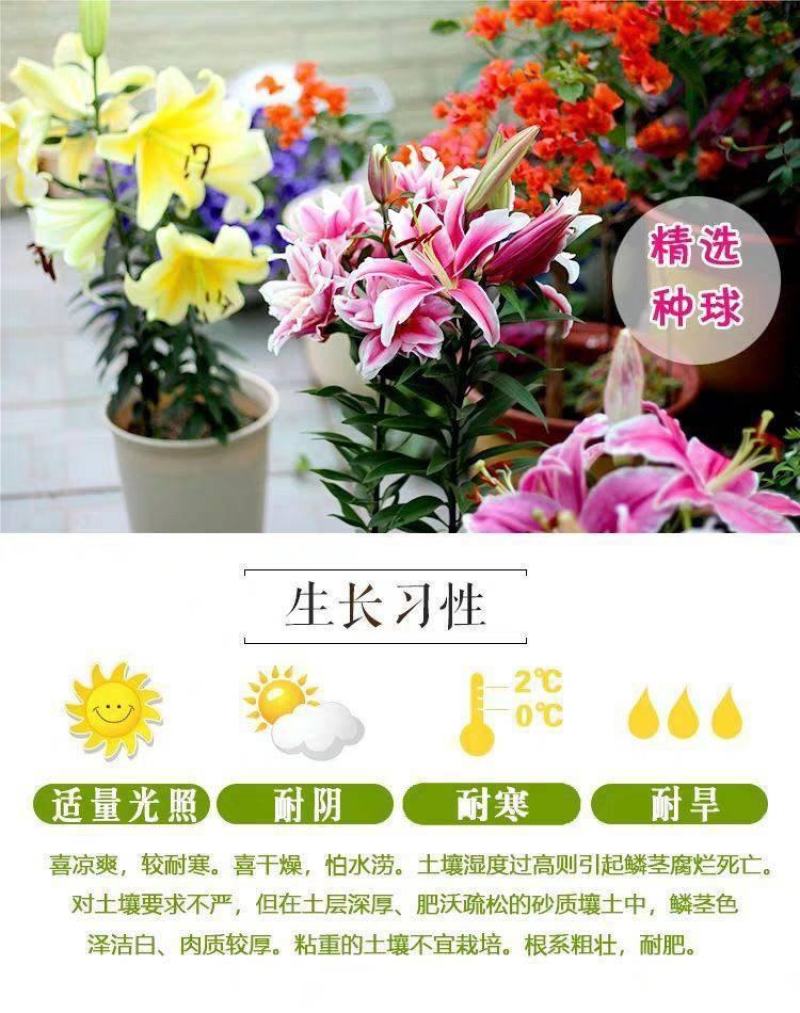 进口香水百合种球重瓣香水百合花球可地栽盆栽四季开花带芽发