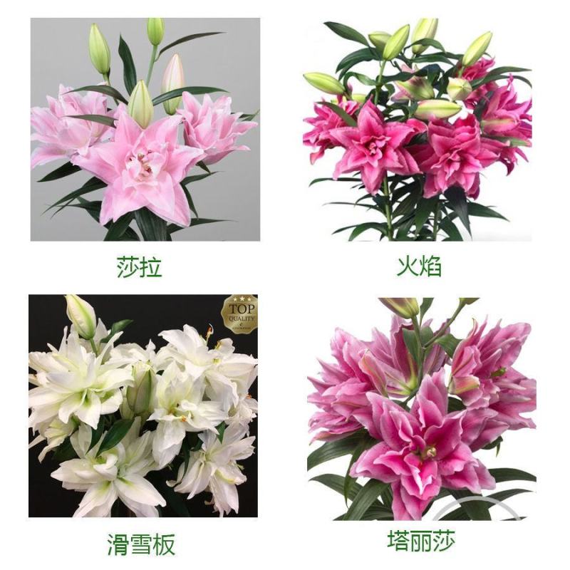 进口香水百合种球重瓣香水百合花球可地栽盆栽四季开花带芽发