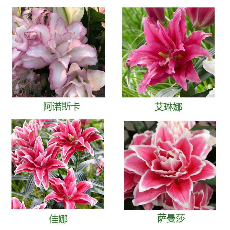 进口香水百合种球重瓣香水百合花球可地栽盆栽四季开花带芽发