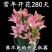 进口香水百合种球重瓣香水百合花球可地栽盆栽四季开花带芽发