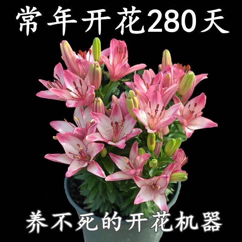 进口香水百合种球重瓣香水百合花球可地栽盆栽四季开花带芽发