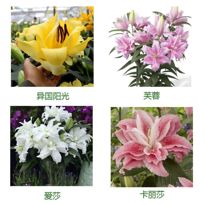 进口香水百合种球重瓣香水百合花球可地栽盆栽四季开花带芽发