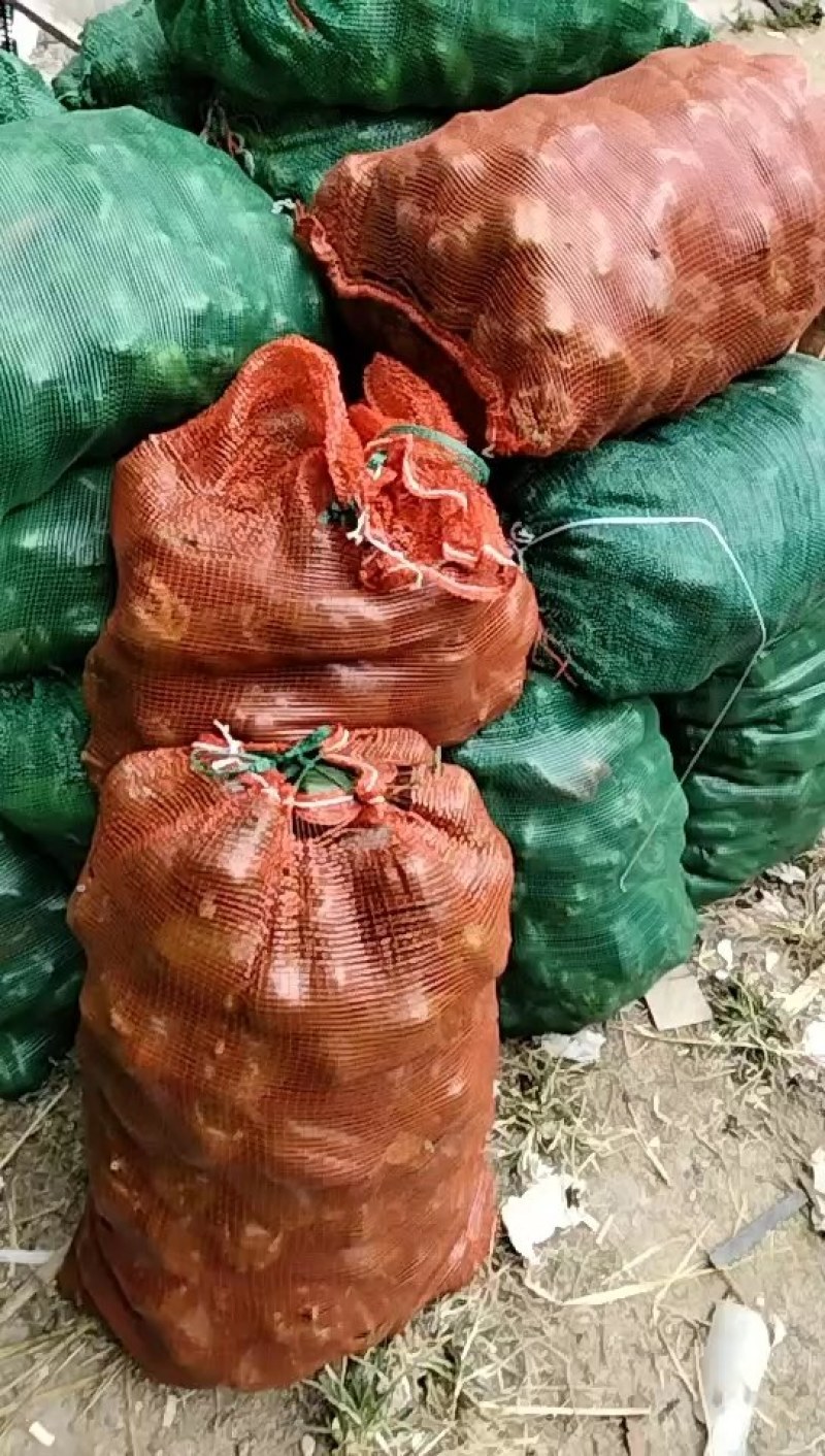 福建质量二级圆椒，基地现摘现发，新鲜一手货源无差价