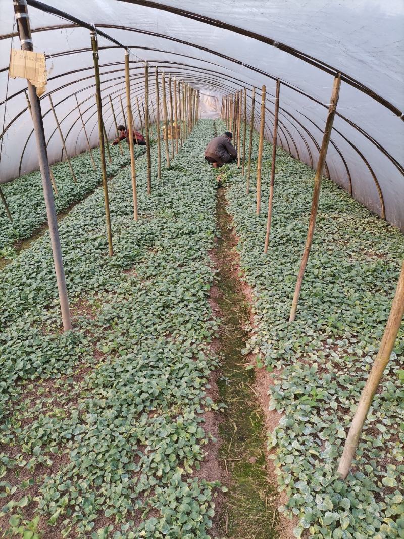 茄子苗烧烤茄万吨茄六月茄