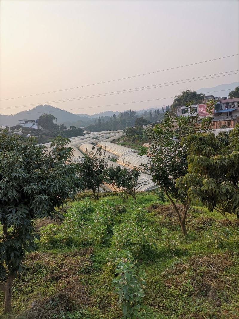 茄子苗烧烤茄万吨茄六月茄