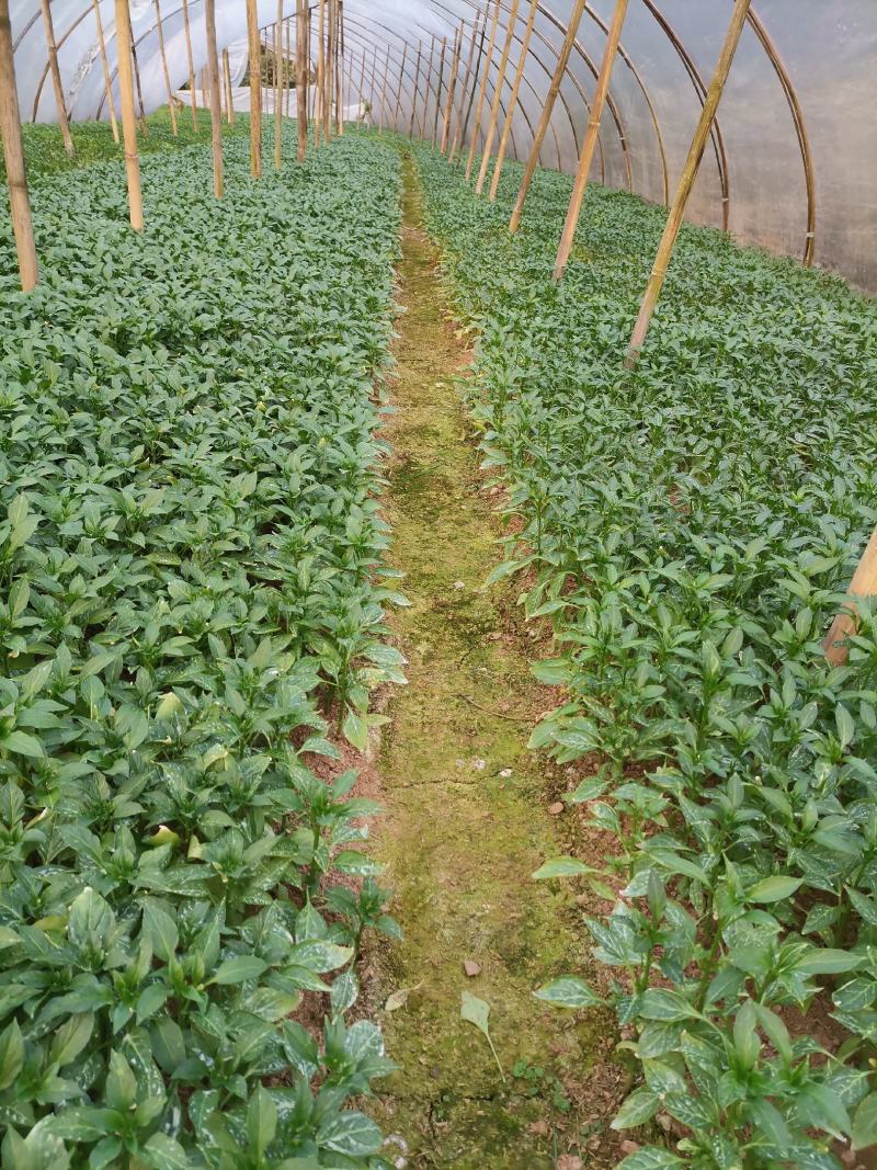茄子苗烧烤茄万吨茄六月茄