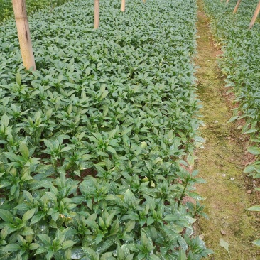 茄子苗烧烤茄万吨茄六月茄