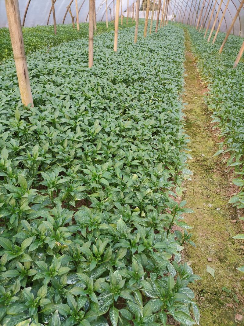 茄子苗烧烤茄万吨茄六月茄