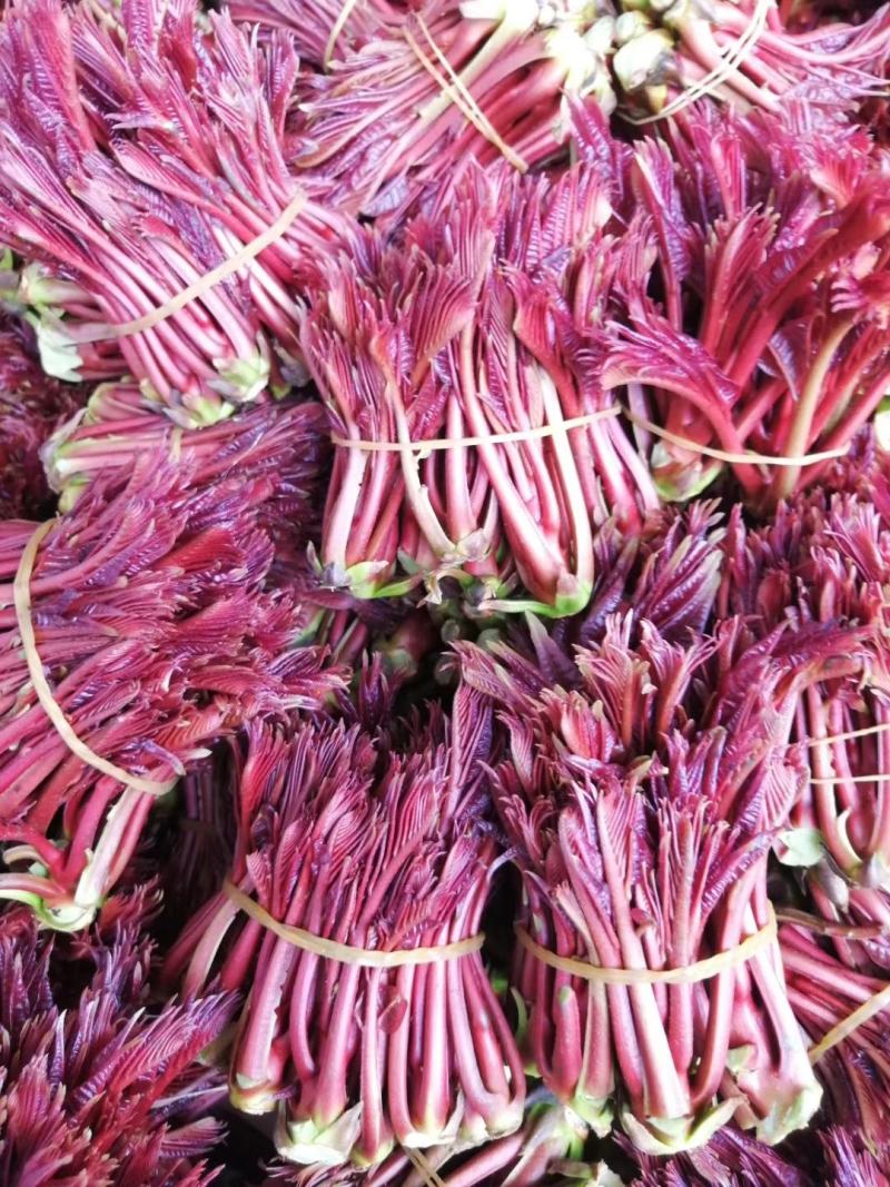 红油香椿芽！种植基地直发！