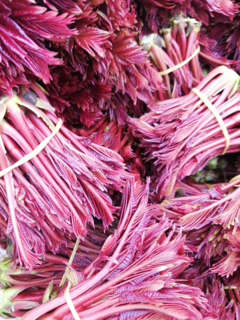 红油香椿芽！种植基地直发！
