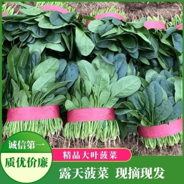 山西稷山县大叶菠菜质量保证视频看货诚信第一