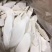 广西淮山药干片，新货无硫，大货供应批零兼营