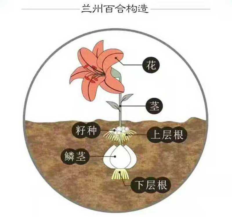 兰州食用甜百合种球带毛根农家百合仔甘肃产地发货批发价