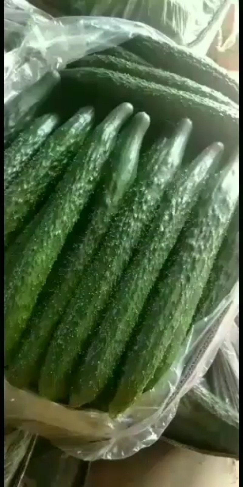 黄瓜大量热卖中，中农106，有要的老板请联系我
