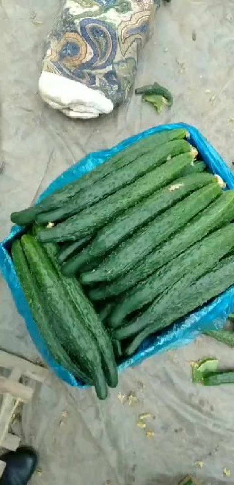 黄瓜大量热卖中，中农106，有要的老板请联系我