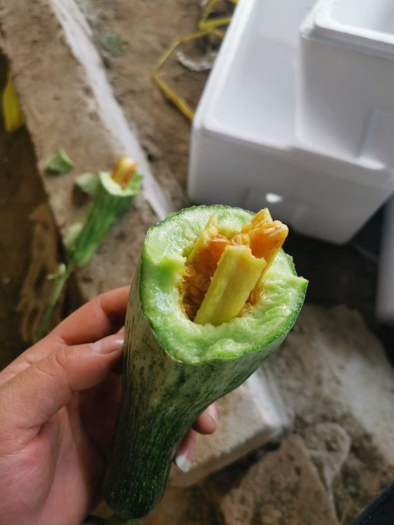 山东潍坊温棚羊角蜜甜瓜上市，实力代办代收诚信合作